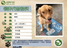 404号---------铛铛（汪星人）已被领养