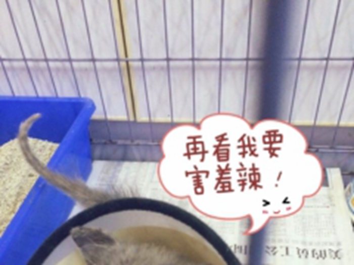 340号——米米（喵星人）（已领养）