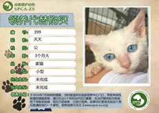 399号-----天天（喵星人）已离世
