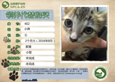 402号——小奔（喵星人）已被领养