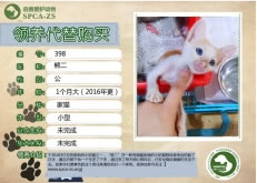 398号——熊二（喵星人）已离世